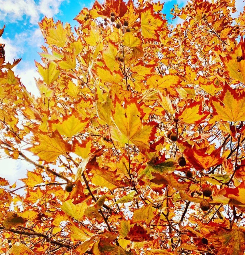 Happy Autumn!