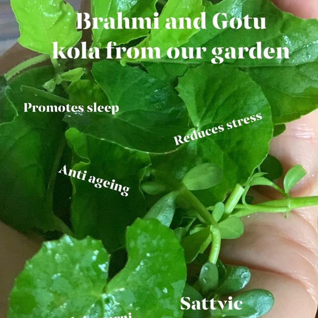A new batch of Brahmi Oil is in the making - made from scratch