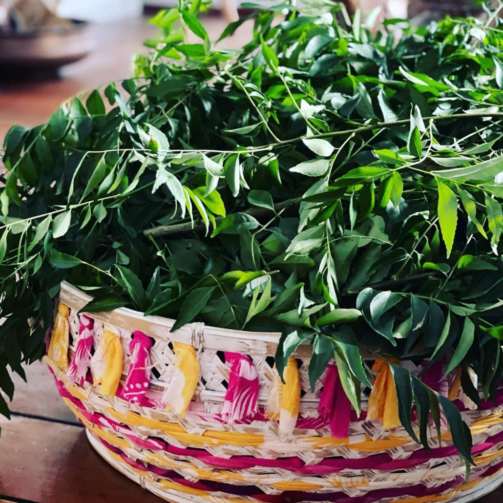 Growing Ayurvedic Herbs.