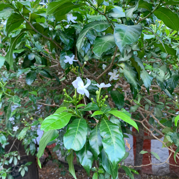 Are you a Jasmine lover? - Lakshmi Ayurveda