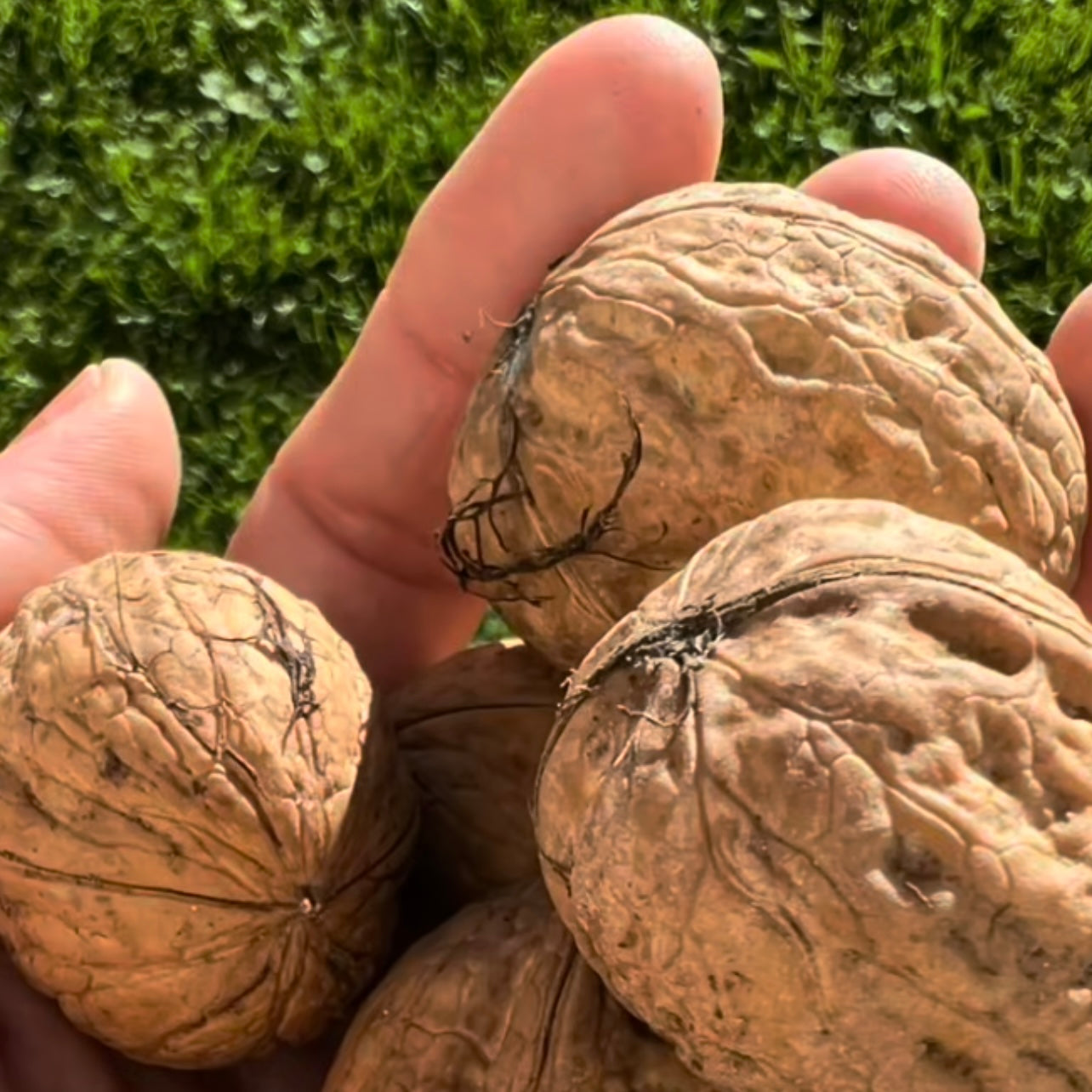 Did you know how good Walnuts are?