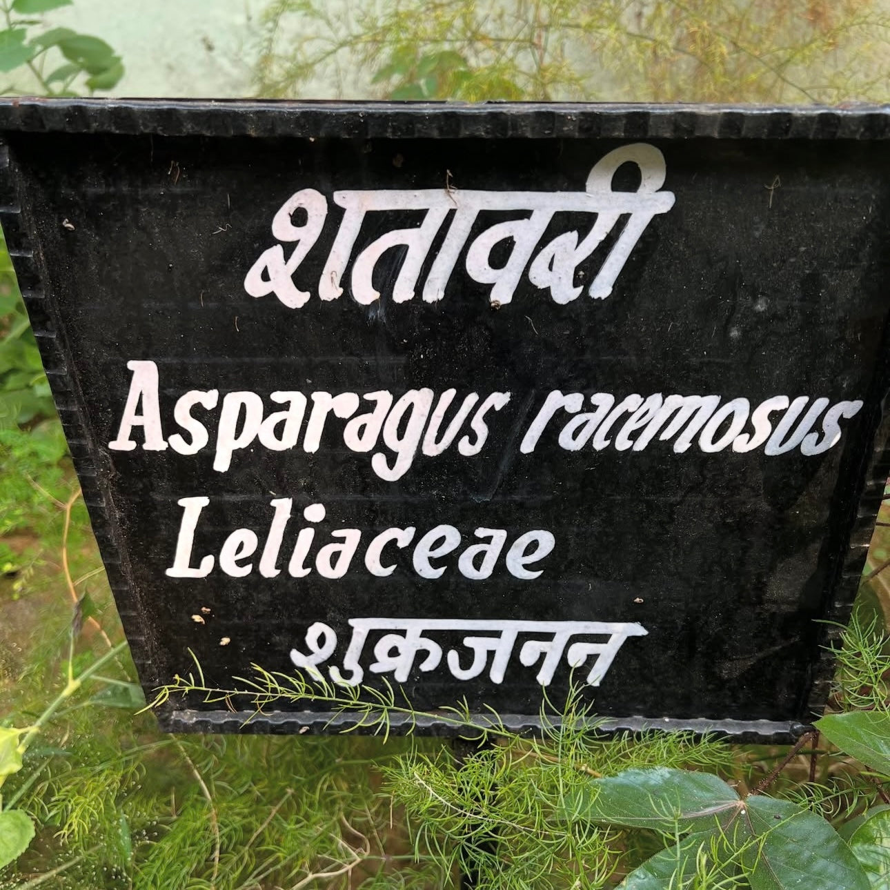 Shatavari for women's health