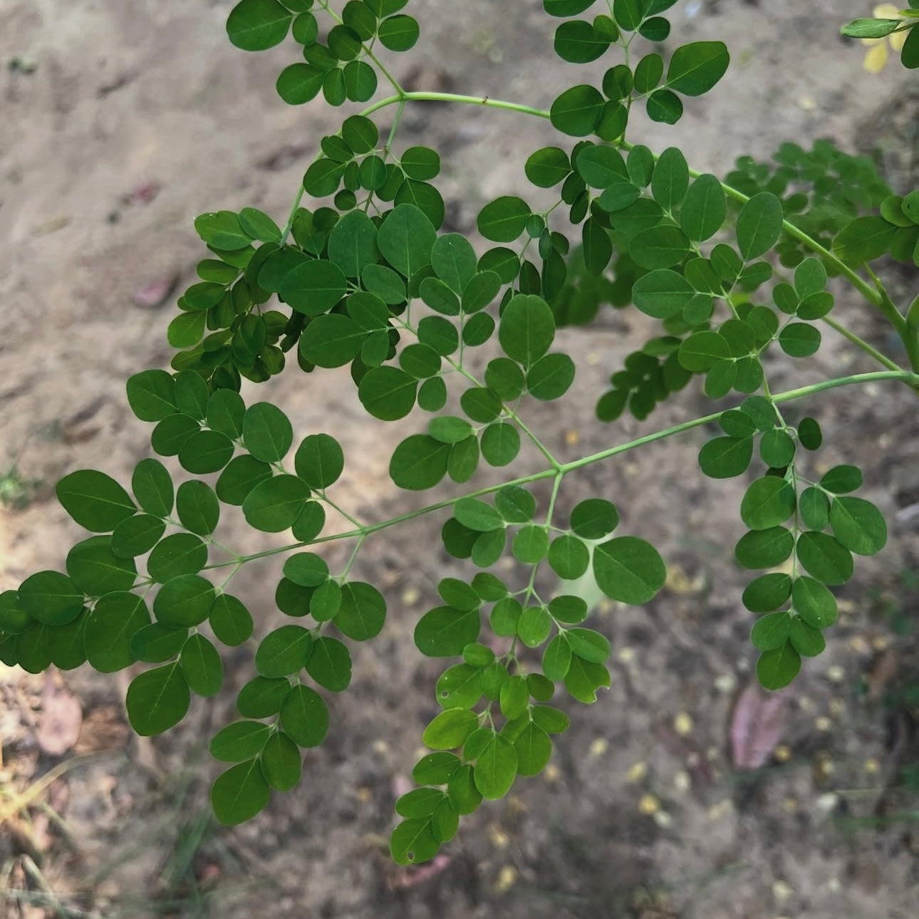 The MAGIC of MORINGA