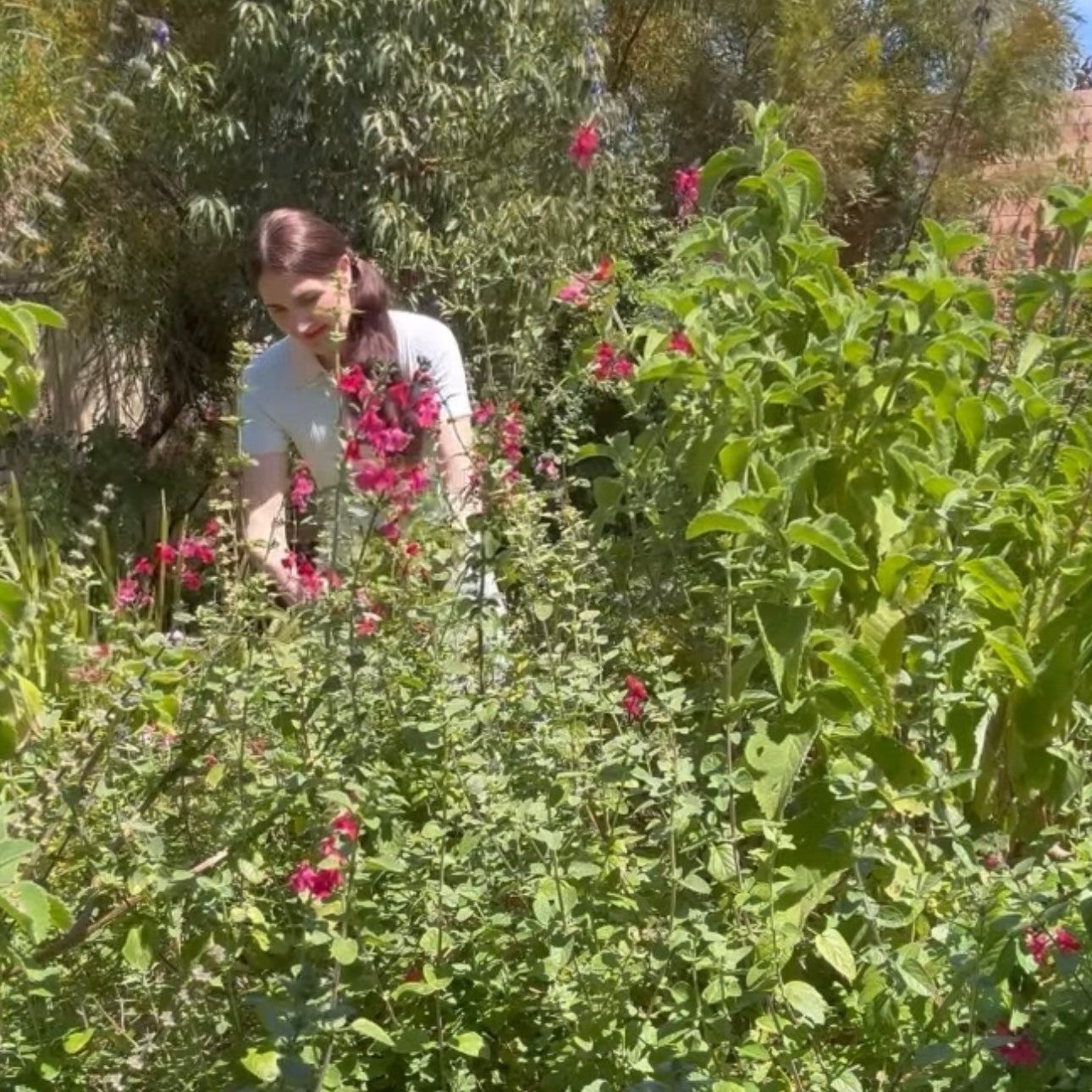 A visit to Lakshmi Garden - Coleus forskohlii (Markandi)