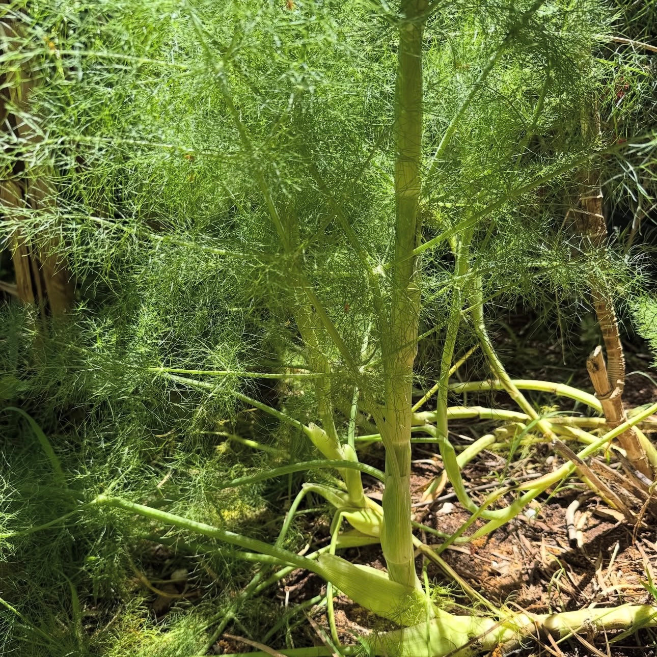 Benefits of Fennel