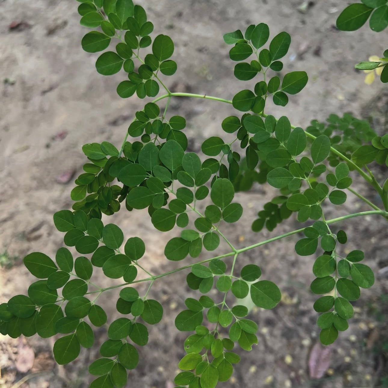 The MAGIC of MORINGA