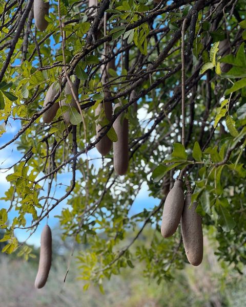 Have you seen a Sausage tree (Kigelia africana) before? 