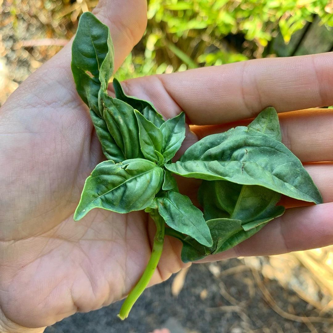 Sweet and Holy Basil.
