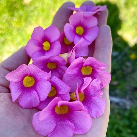 Spring Detoxification at Lakshmi Ayurveda