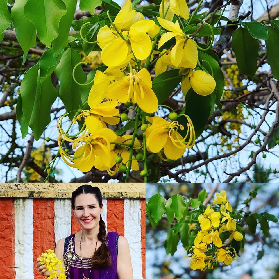 Aragwadha (Cassia Fistula)