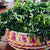 Benefits of Curry Leaves