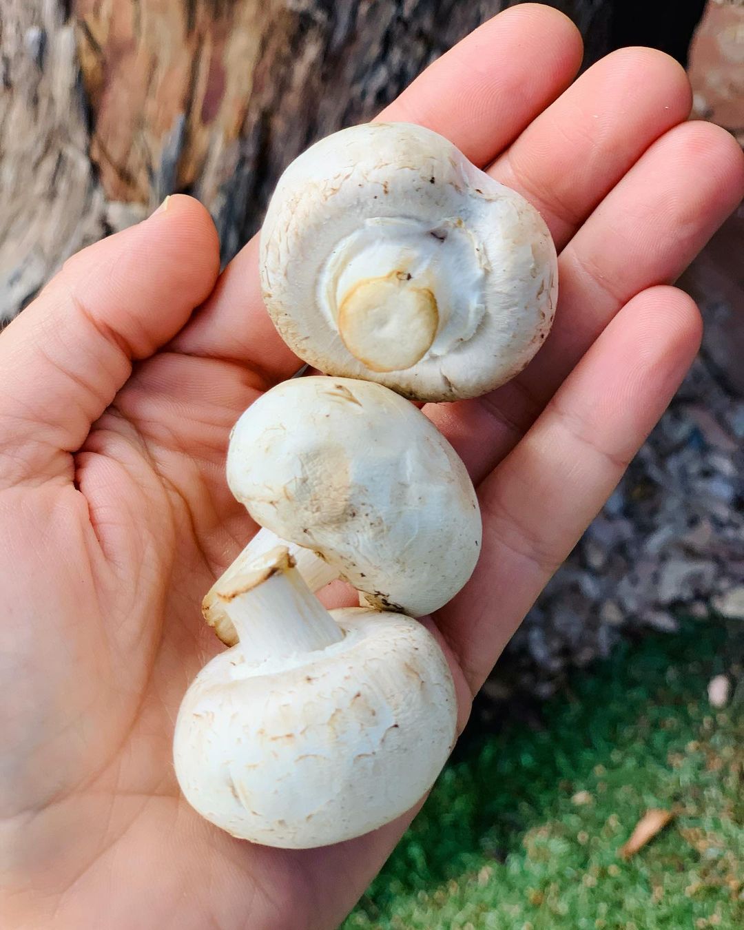 Mushrooms from an Ayurvedic Perspective.