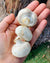 Mushrooms from an Ayurvedic Perspective.