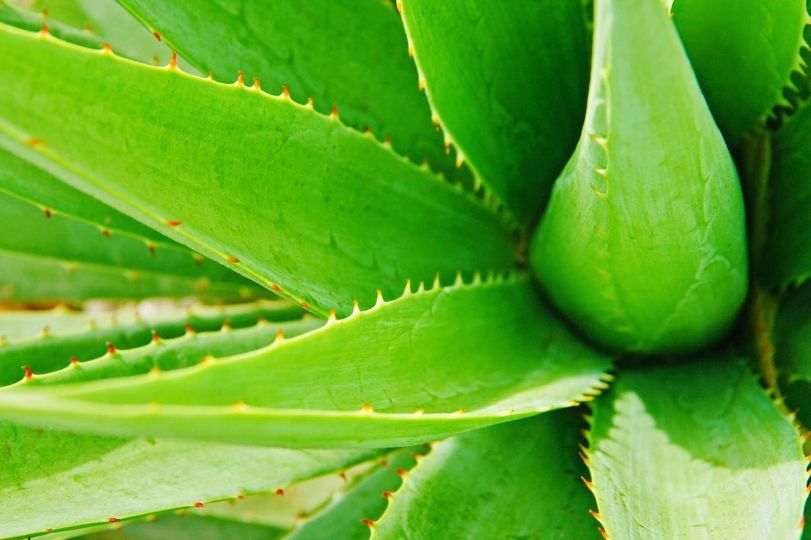 KUMARI - Aloe Vera - Lakshmi Ayurveda