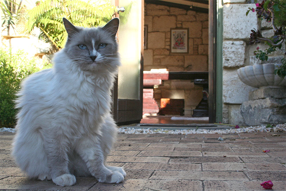 Lakshmi Ayurveda is closed from 29th of October to the 11th of November 2013