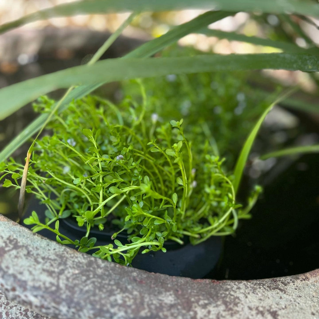 Ayurvedic Herb Brahmi