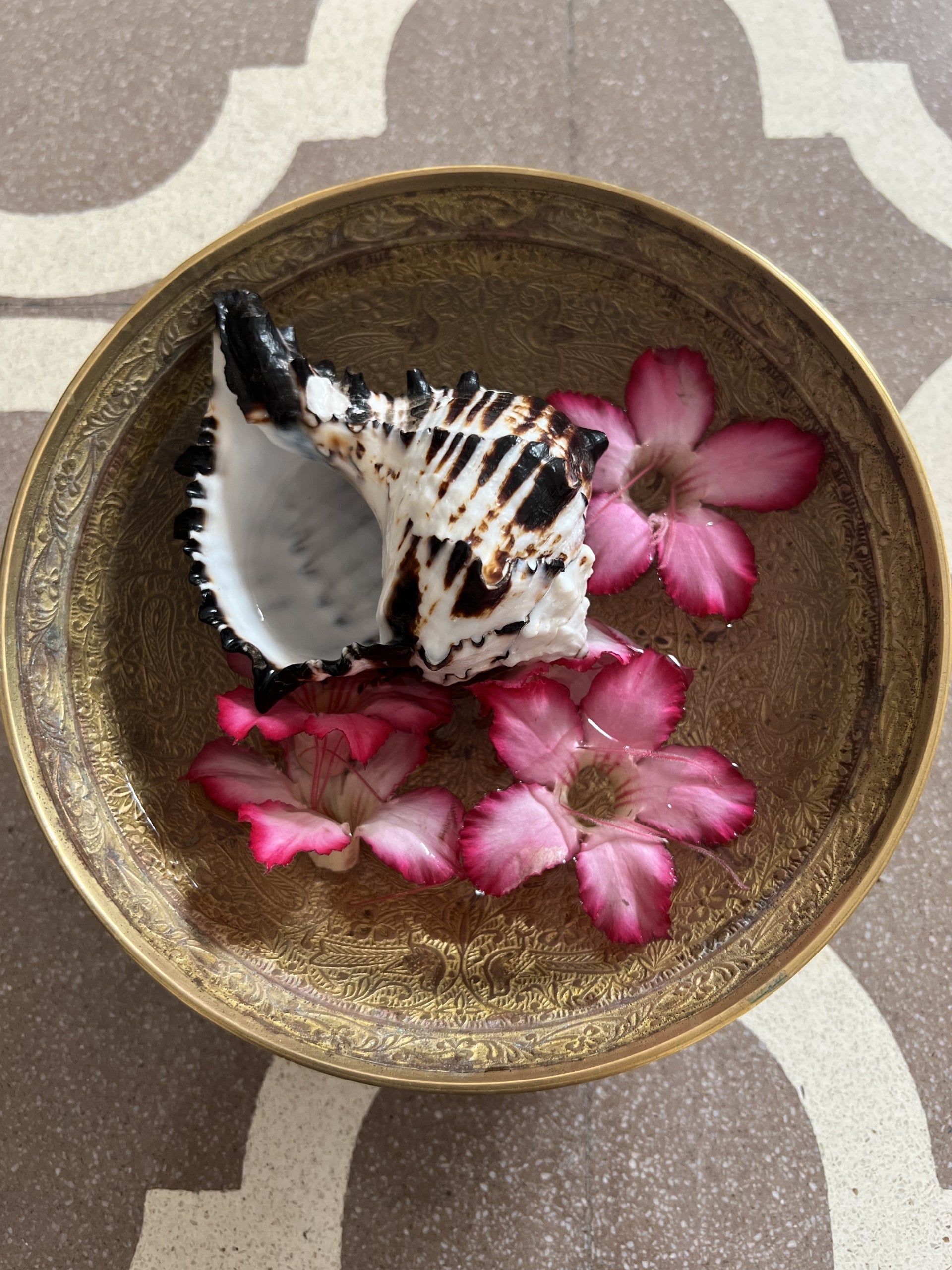 About the Conch Shell - Lakshmi Ayurveda