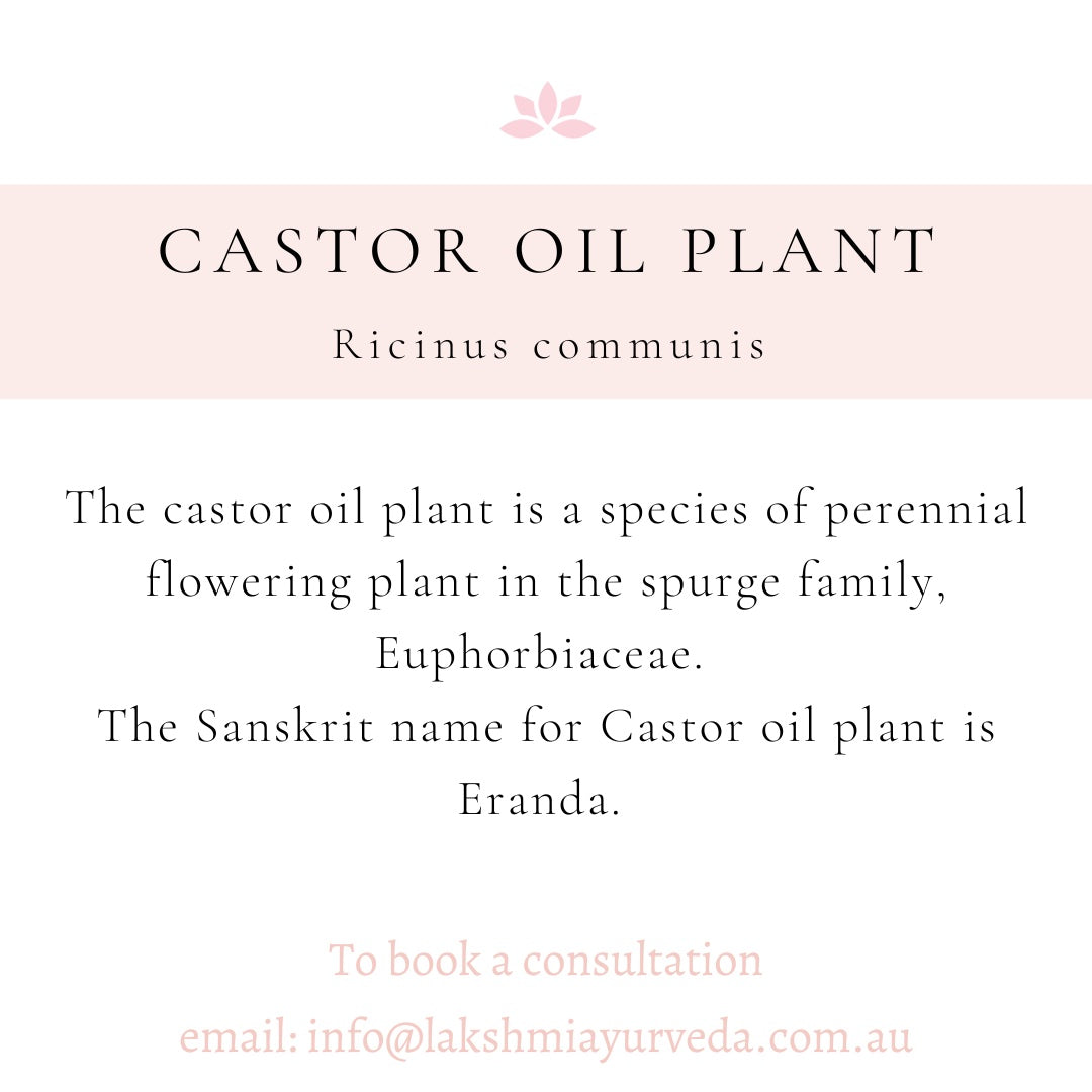 Castor Oil Plant