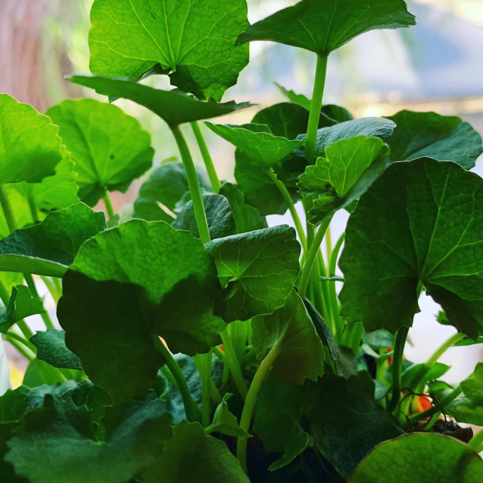 Mandukaparni/Gotu Kola/ Centella Asiatica