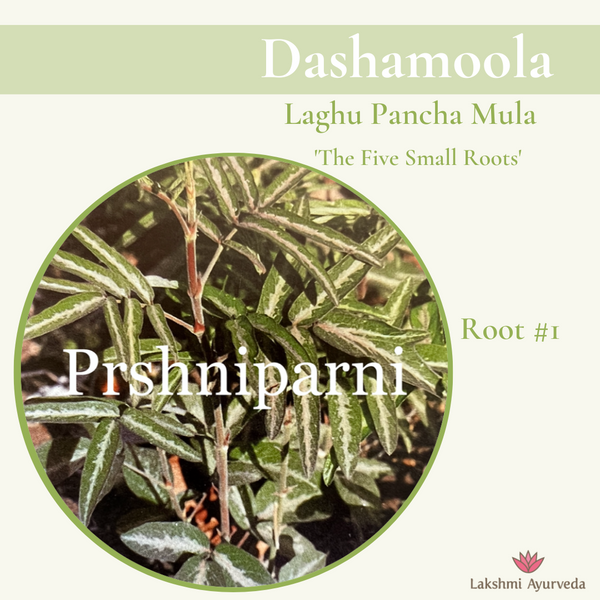Dashamoola दशमूल continued. - Lakshmi Ayurveda