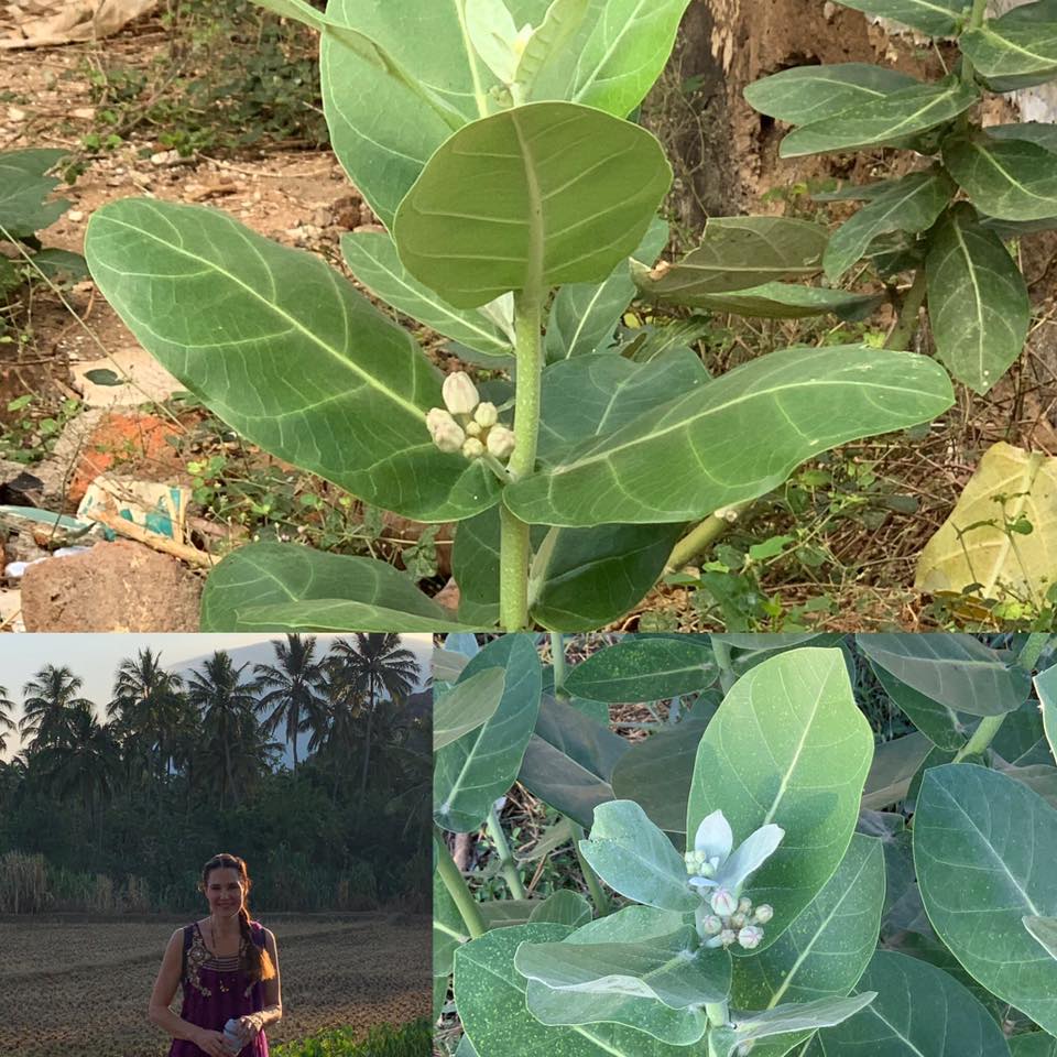 Arka (Calotropis porcera) - Lakshmi Ayurveda