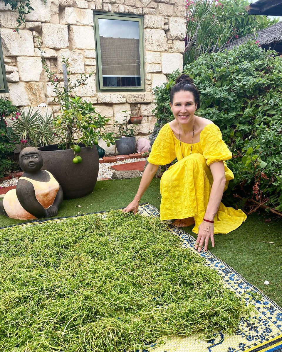 An Abundance of Brahmi.