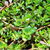 Brahmi