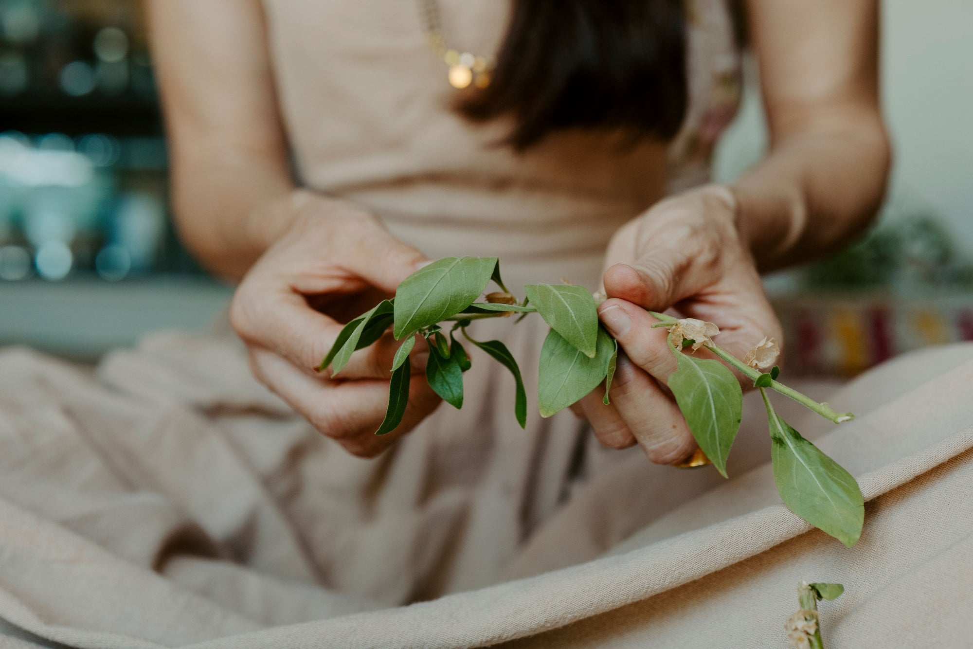 Ashwagandha leaves from the Lakshmi Garden.