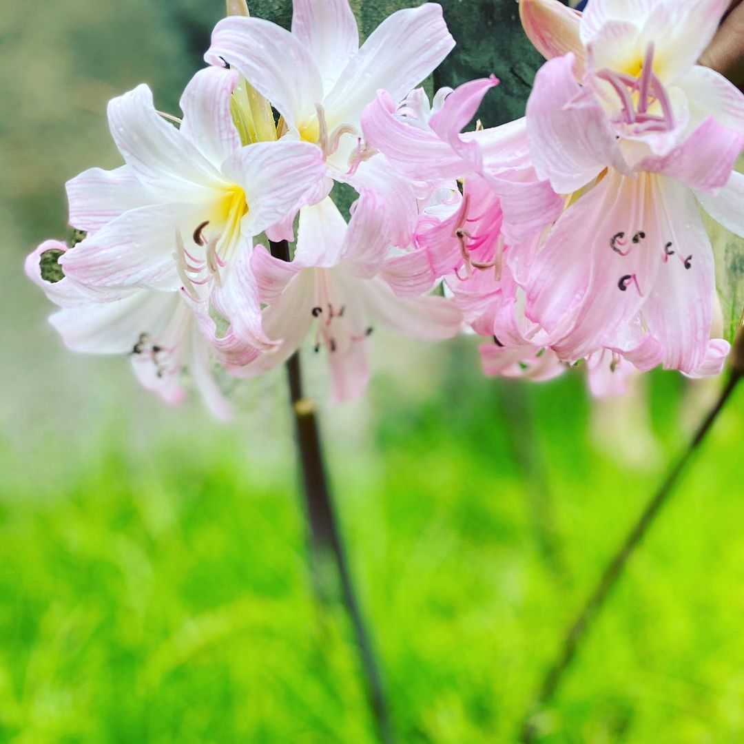 Celebration of life during Easter.