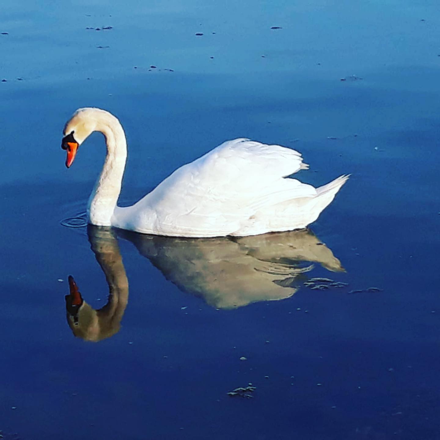Hamsa - Swan in Ayurveda