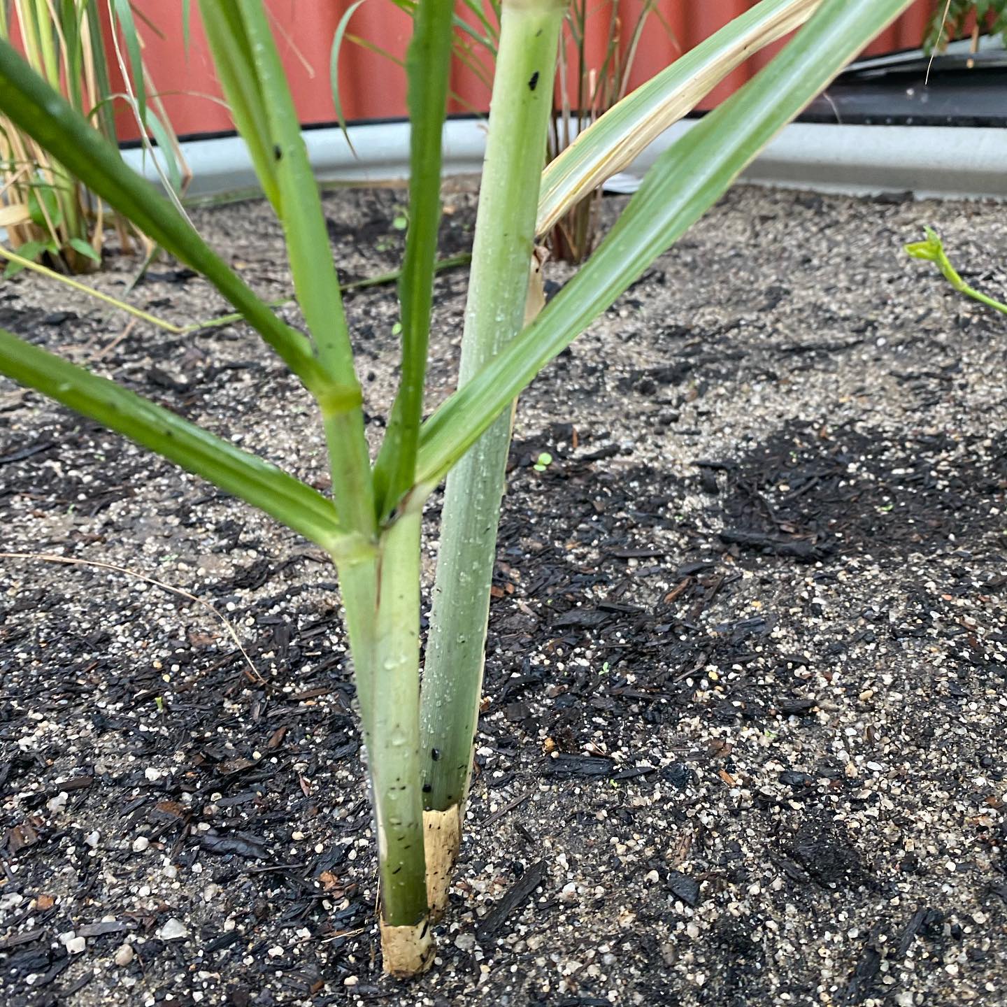 Sugar Cane Juice