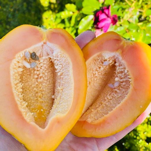 Papaya can be used to treat parasite infections?