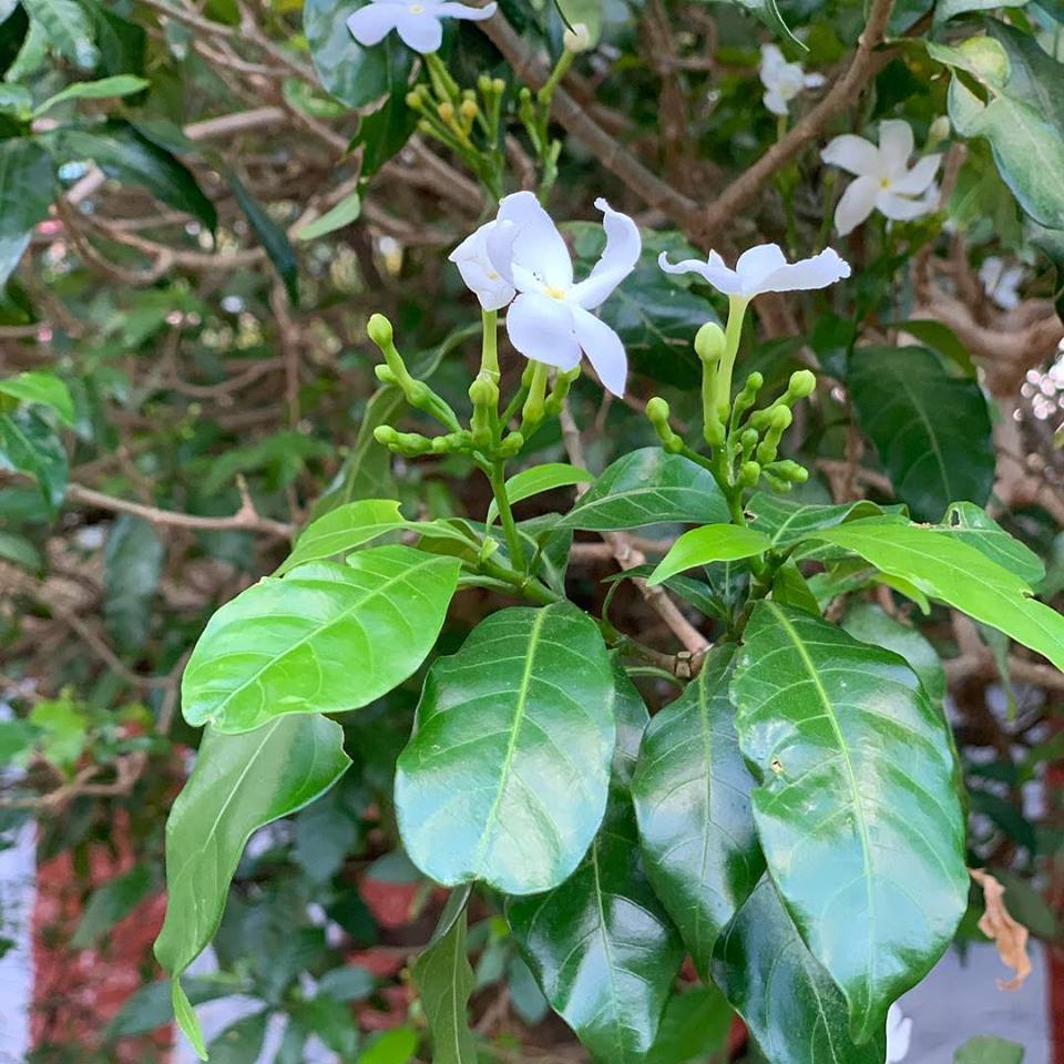 An Ayurvedic Perspective of Crape Jasmine