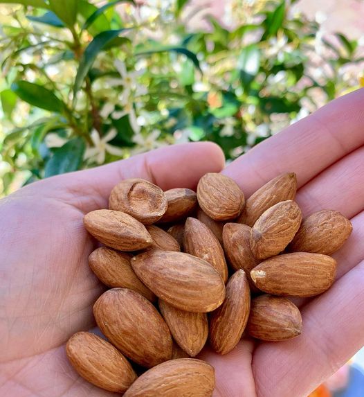 Almonds and Ayurveda