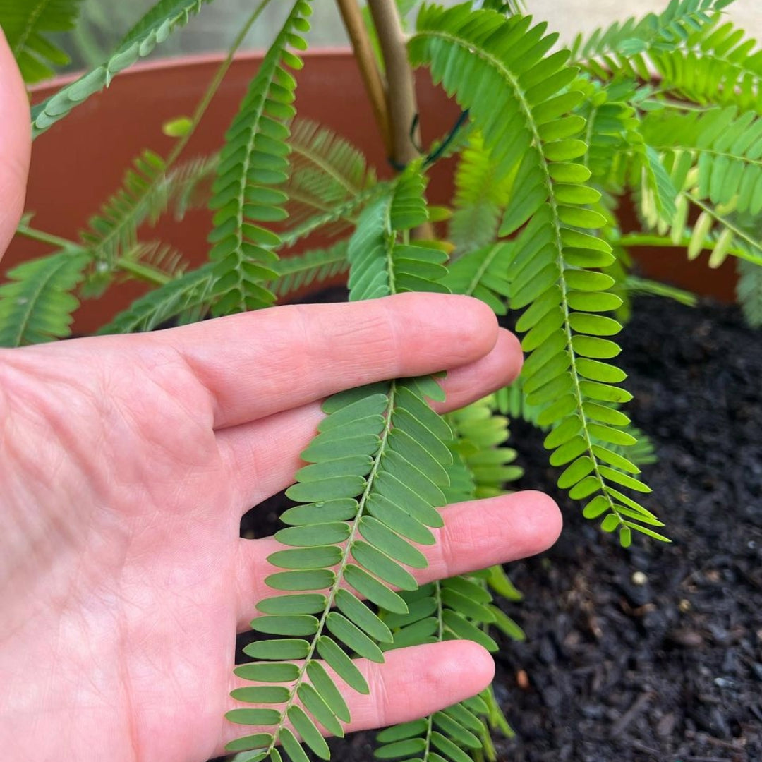 Planting our first Amla Tree!