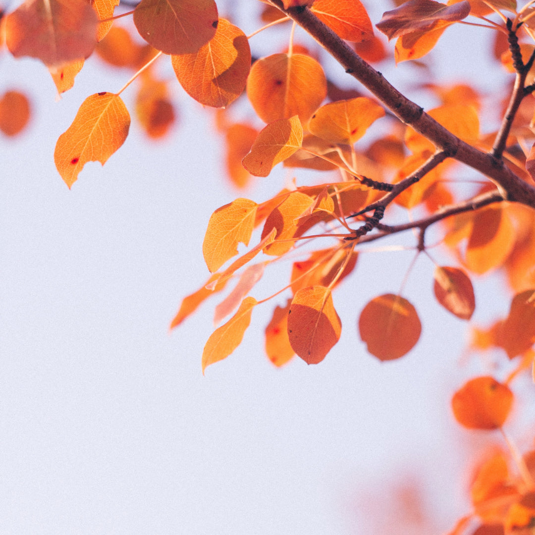Autumn has arrived!