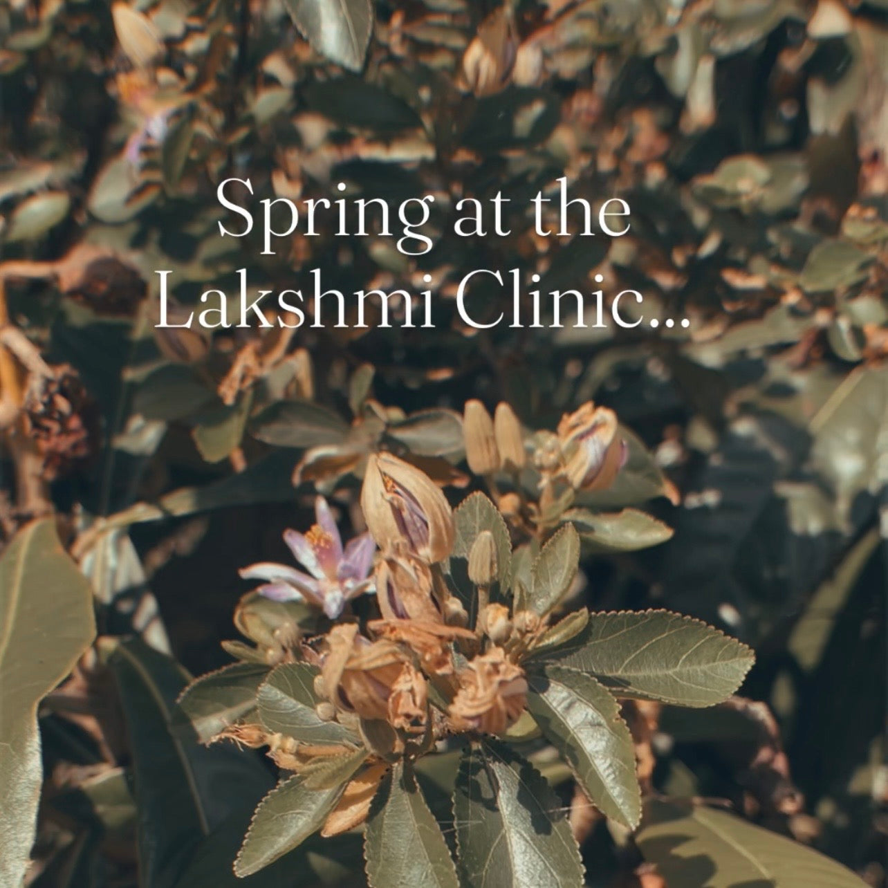 Embracing the Spring Season..