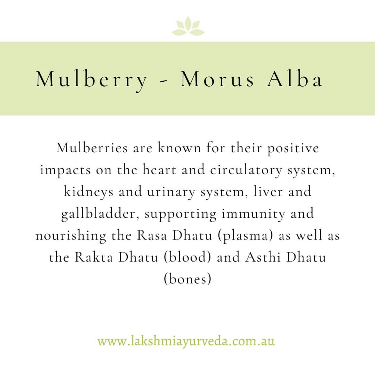 Mulberry season