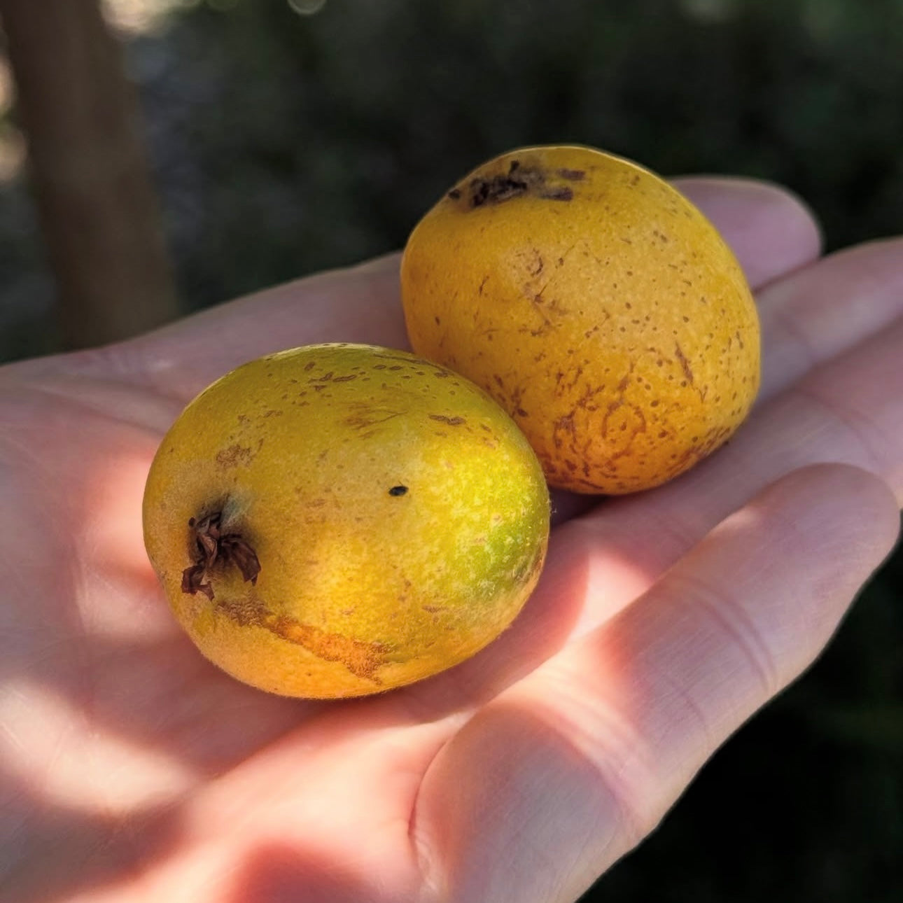 Ayurvedic tips for spring / kapha season!