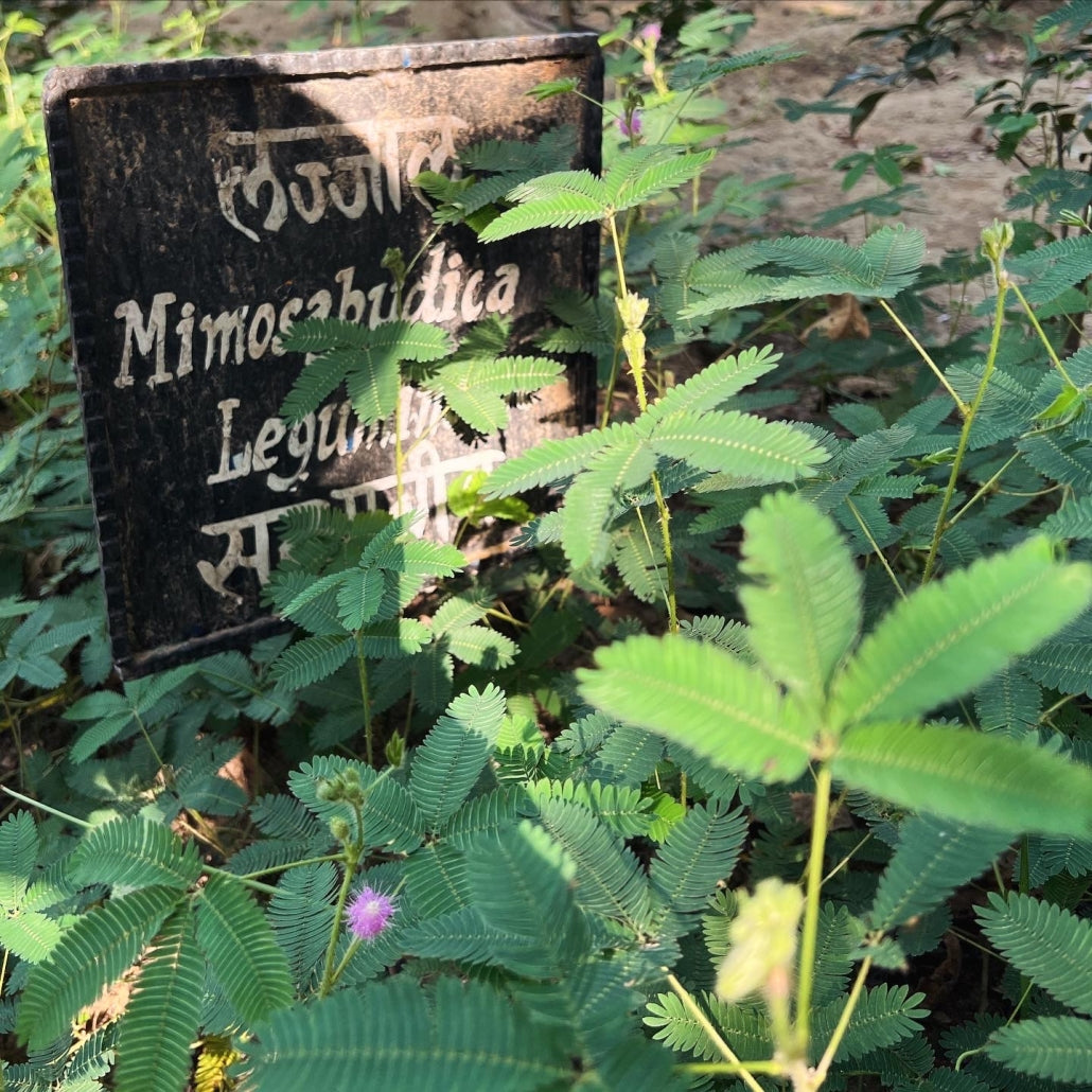 Have you heard of Mimosa Pudica?