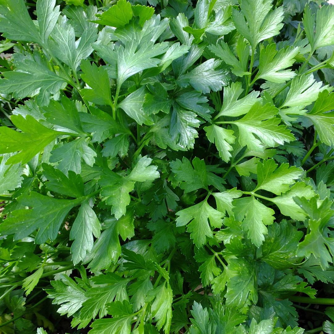 Benefits of Parsley