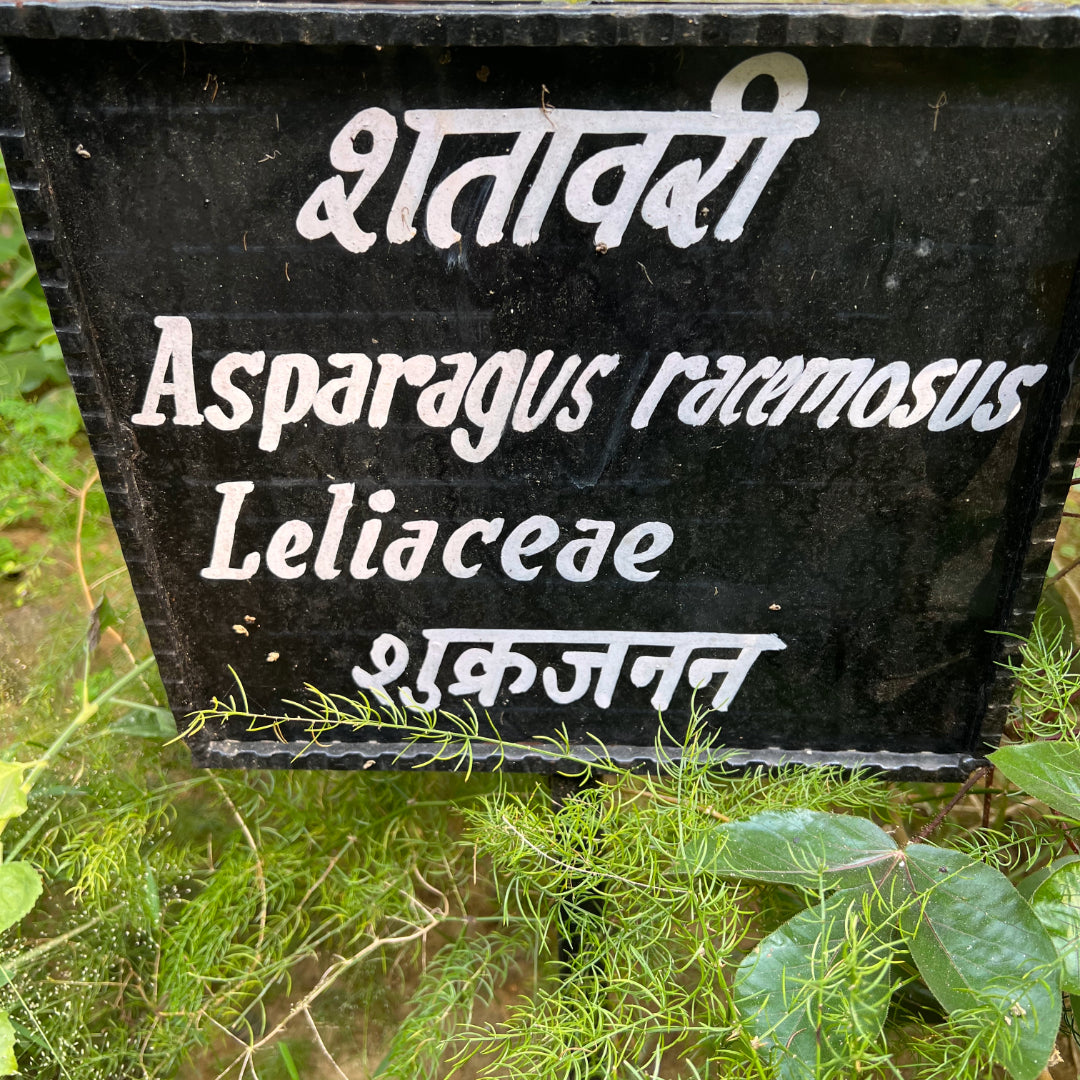 Benefits of Shatavari