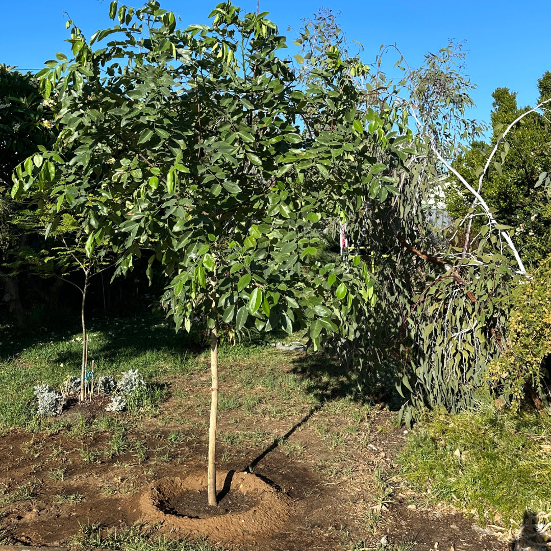 Aragwadha Tree