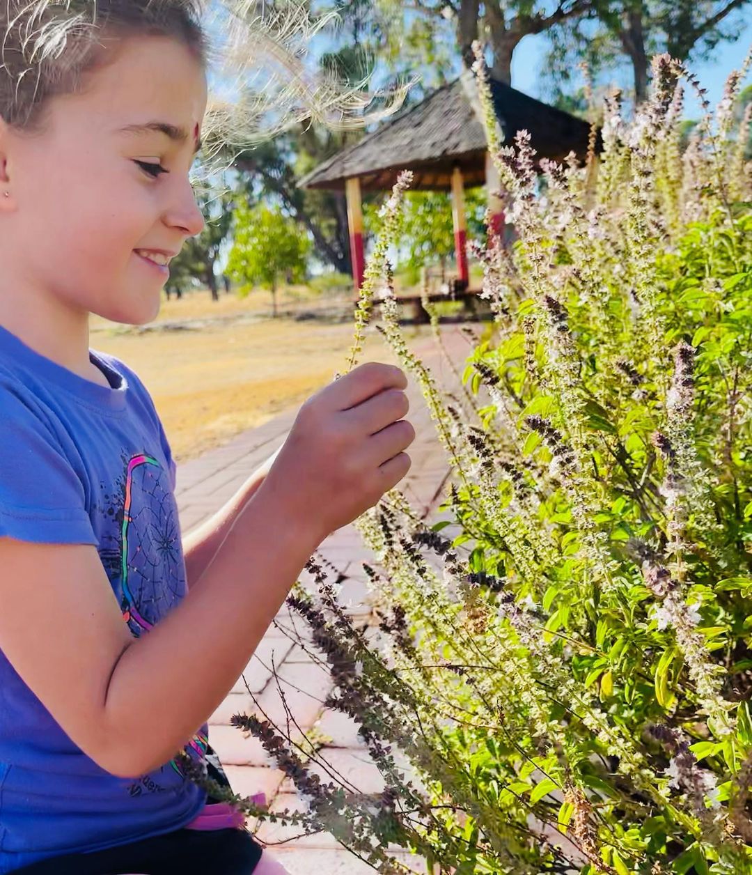 Top 5 Ayurvedic formulations and herbs for the flu season