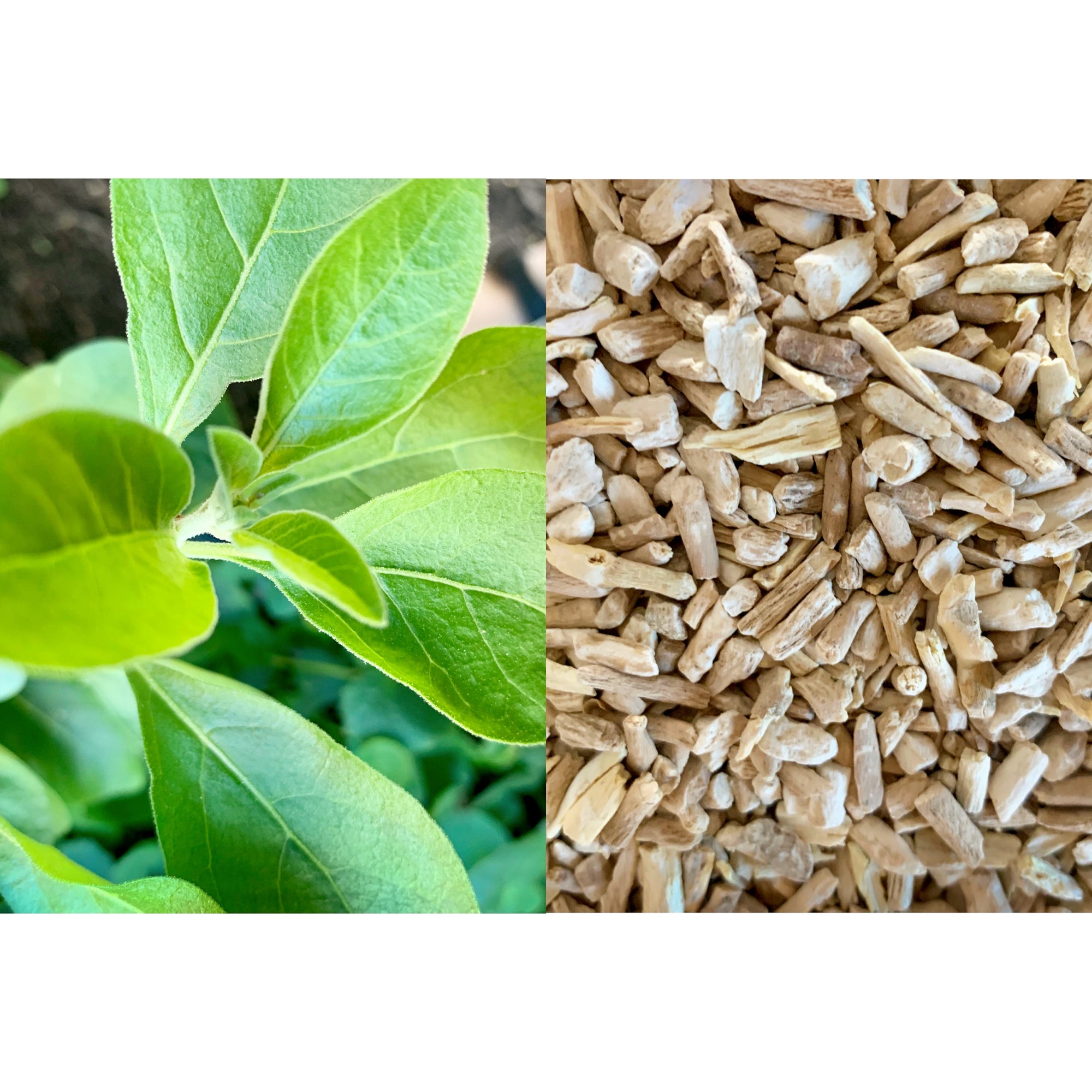 How to Use Ashwagandha