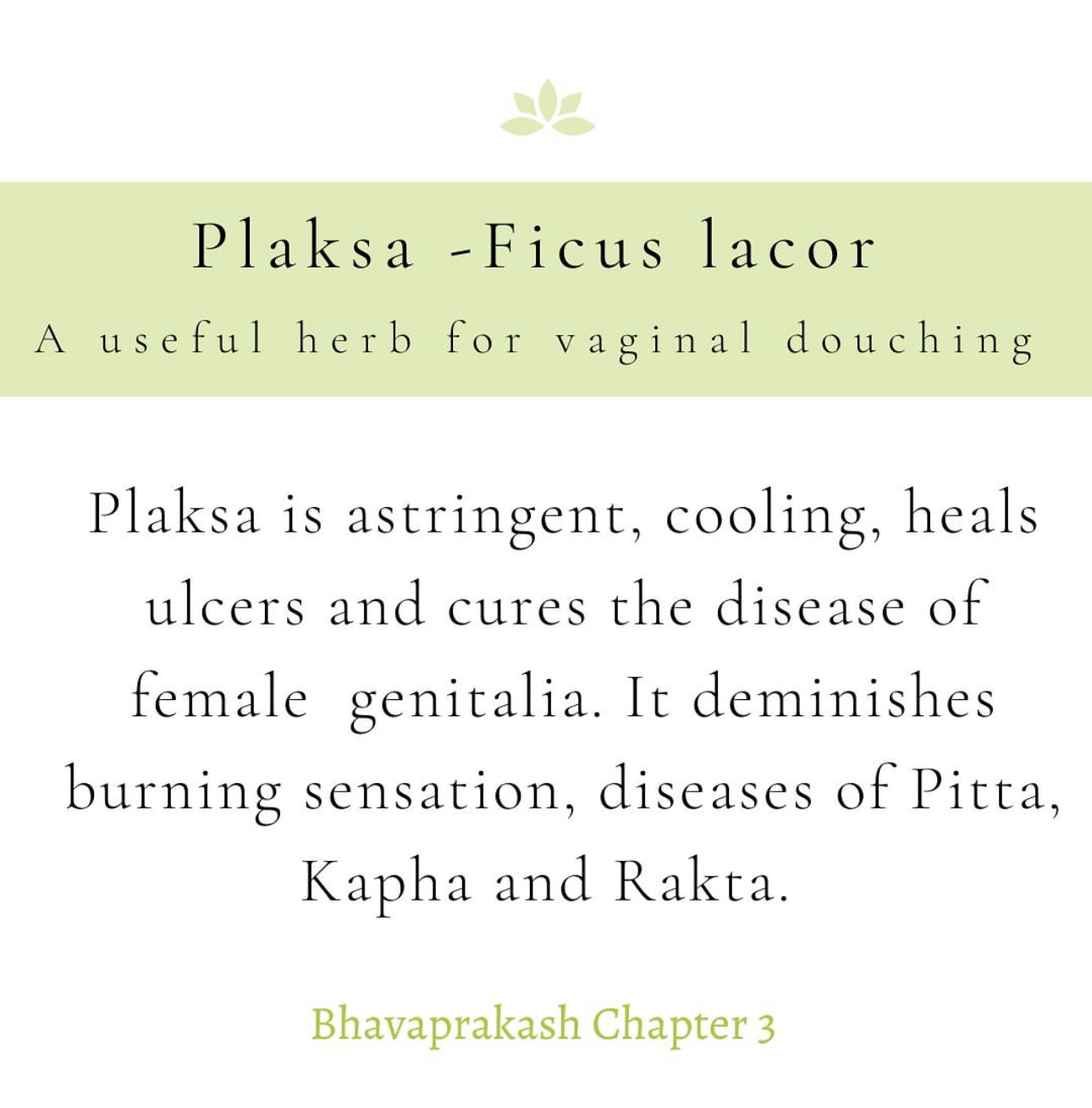 Plaksa - Ficus lacor