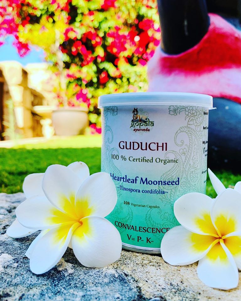 Ayurvedic Perspective on Guduchi