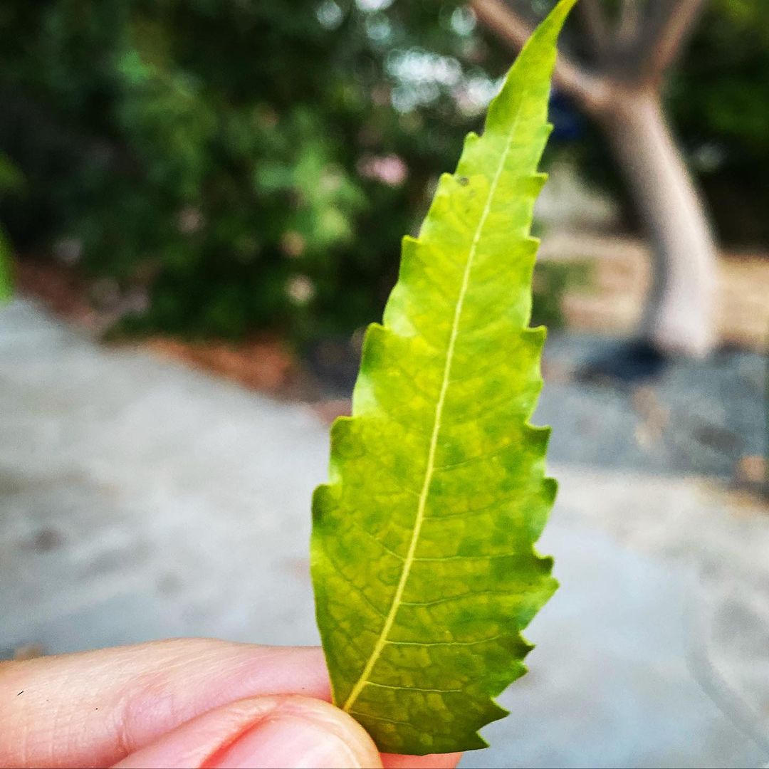 Nimba/ Neem (Azadirachta indica)