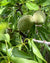 Green Almonds (Prunus dulcis) from Lakshmi’s Garden