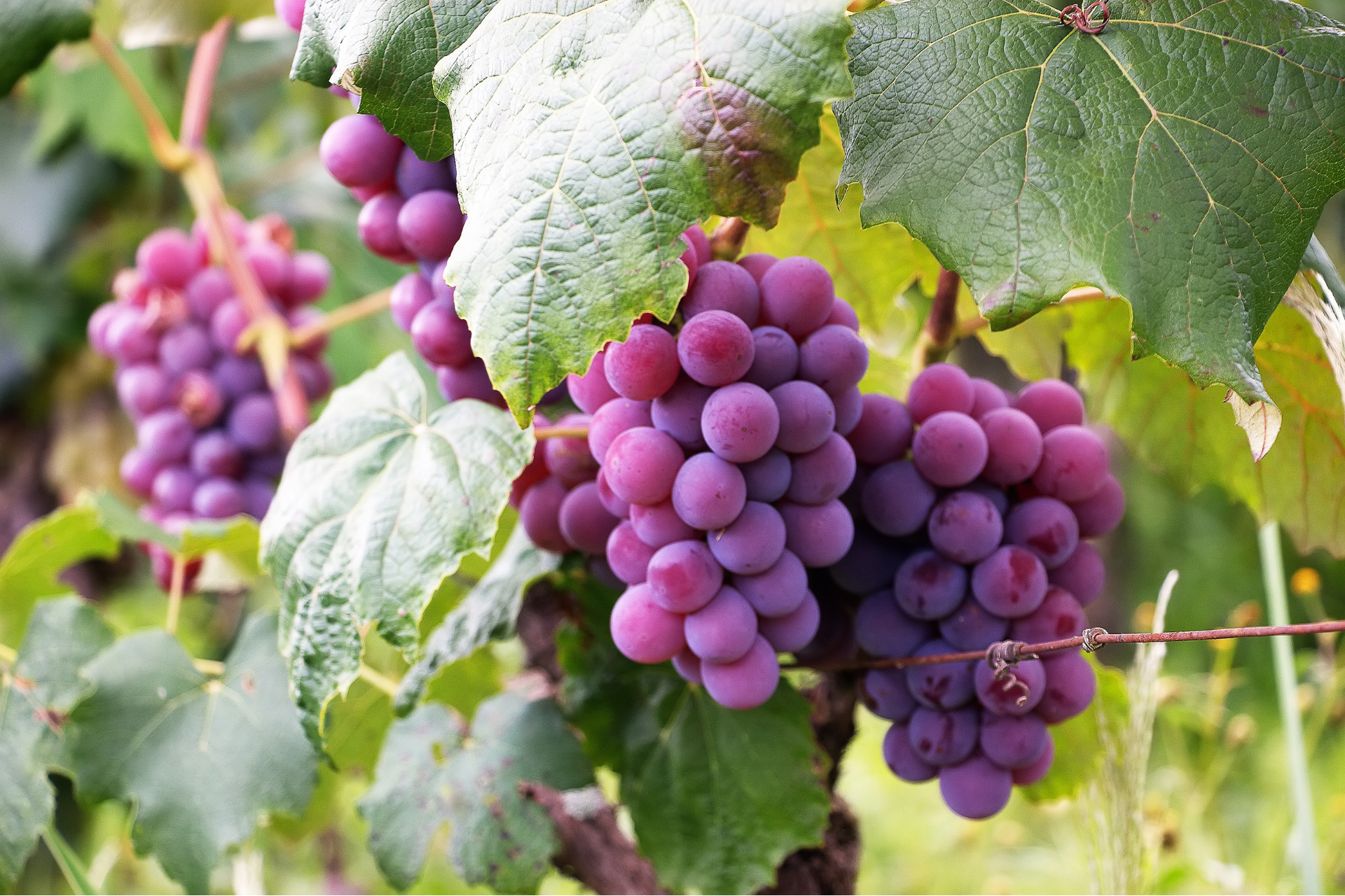Ayurvedic Perspective on Grapes